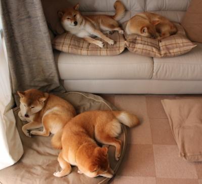 逆转之夜，多特蒙德翻盘澳大利亚与NBA总决赛焦点战的共鸣