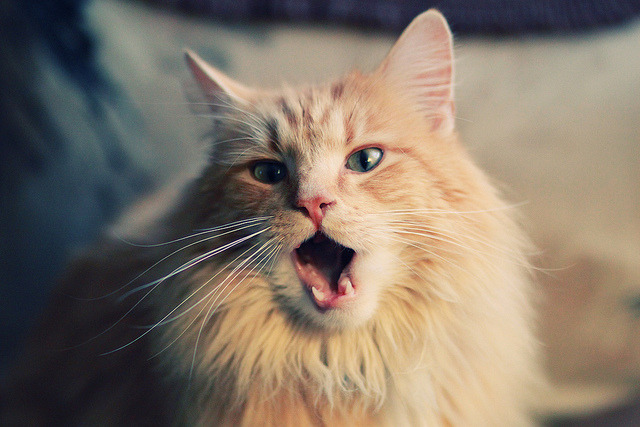 绿焰焚城，当布克成为动词，北岸花园的铭刻之夜