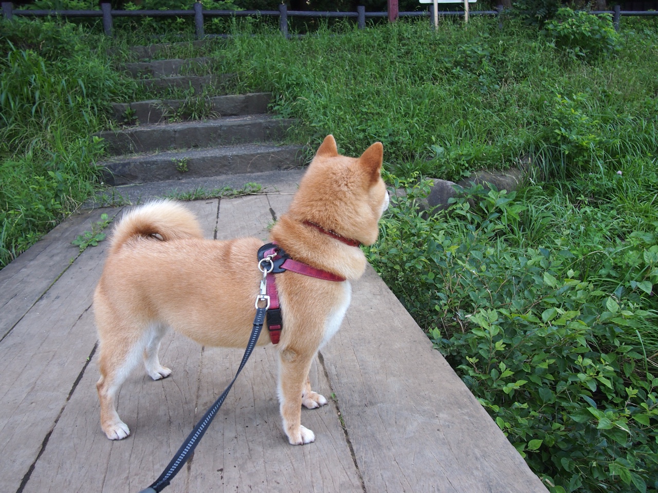 冰与火之歌，当罗德里戈的足球熔岩融化冰岛铁壁