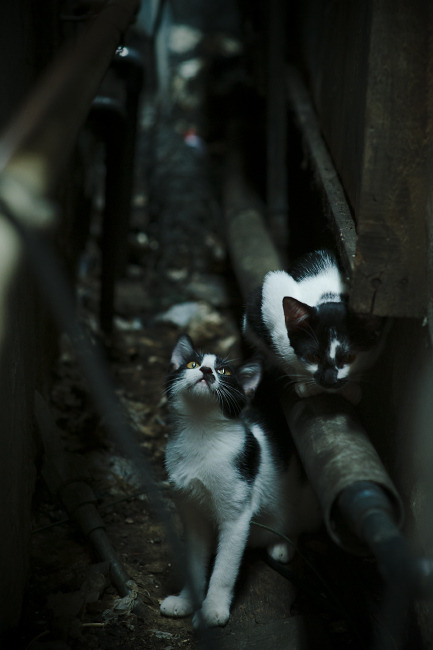 足球的多元宇宙，当塞内加尔在欧冠决赛最后一秒绝杀委内瑞拉