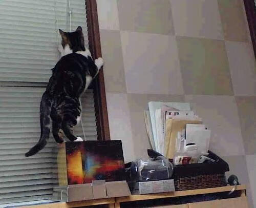 东方铁骑踏碎高原神话,广东队如何冲垮爵士的世界排名堡垒?