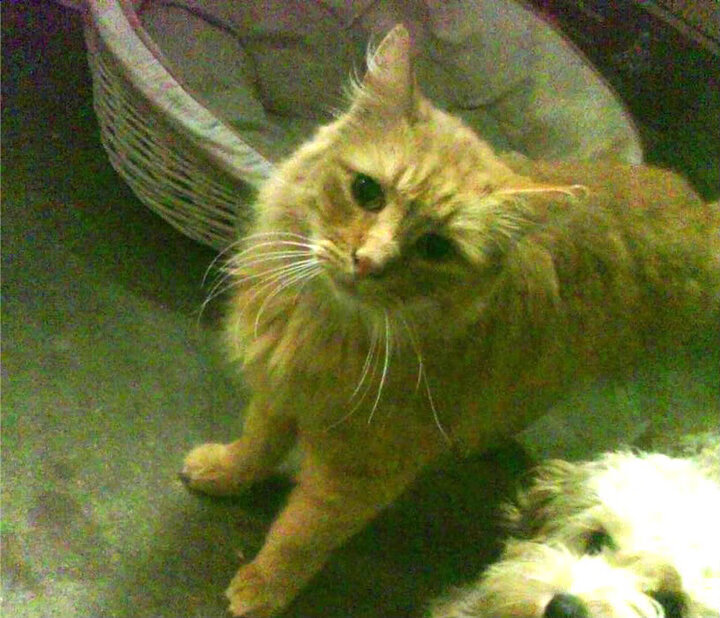 从防守螺丝到关键先生，佩德里末节爆发改写西决格局